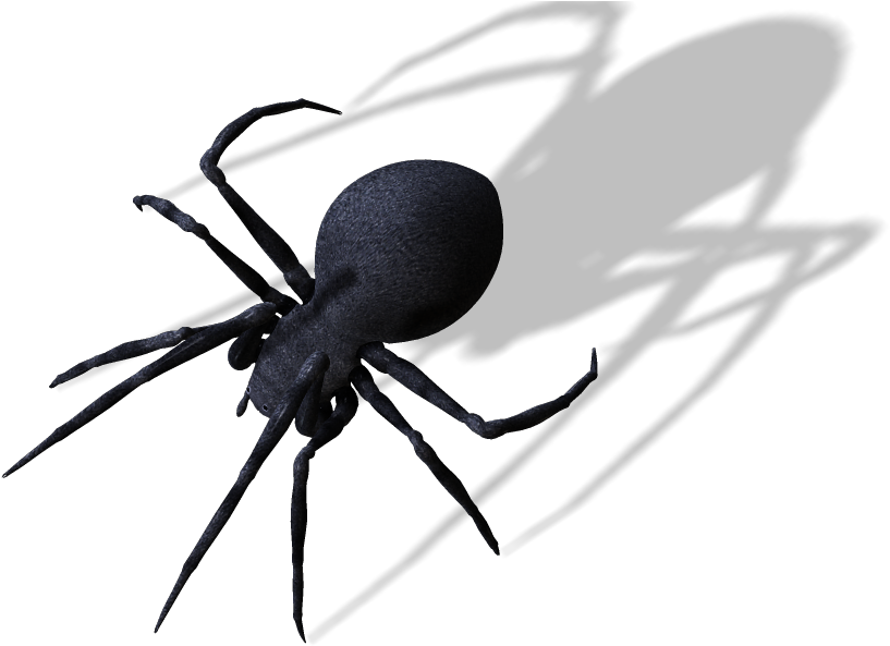 Transparent Spider Png (868x650), Png Download