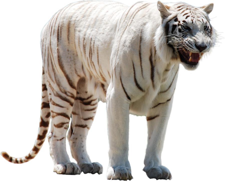 Free Icons Png - White Tiger Transparent (890x720), Png Download
