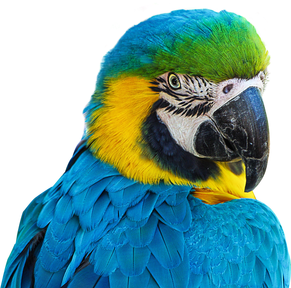 Blue Parrot Macaw Png (1050x981), Png Download