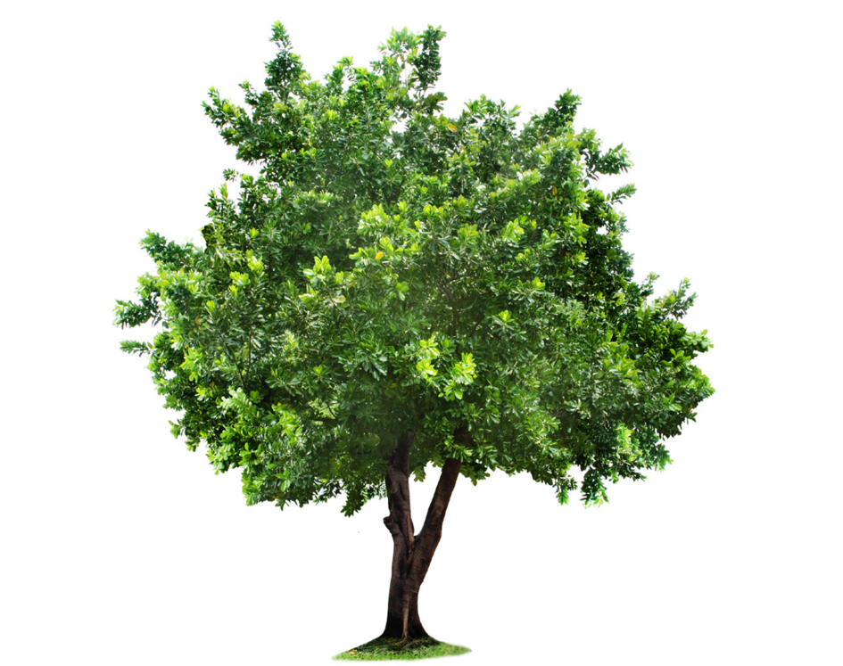 Tree Png Clipart - Transparent Background Tree Clipart (1024x746), Png Download