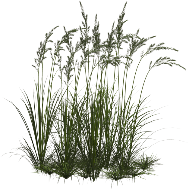 Tall Grass Png - Ornamental Grass Png (1024x639), Png Download