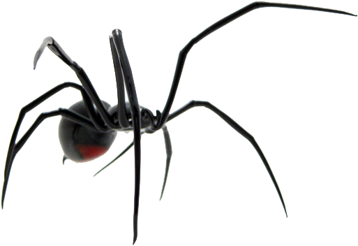 Spider Png Image - Spider (600x450), Png Download