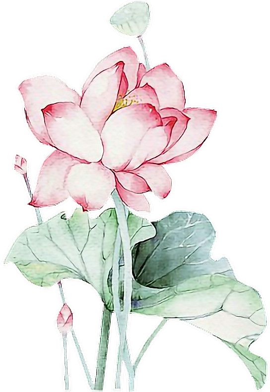 Report Abuse 中國風蓮花邊框素材 Full Size Png Download Seekpng