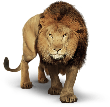 Lion Png Transpa Images All - Picsart Background Lion (445x436), Png Download