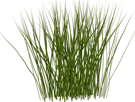 Tall Grass Png - Transparent Tall Grass Png (473x359), Png Download