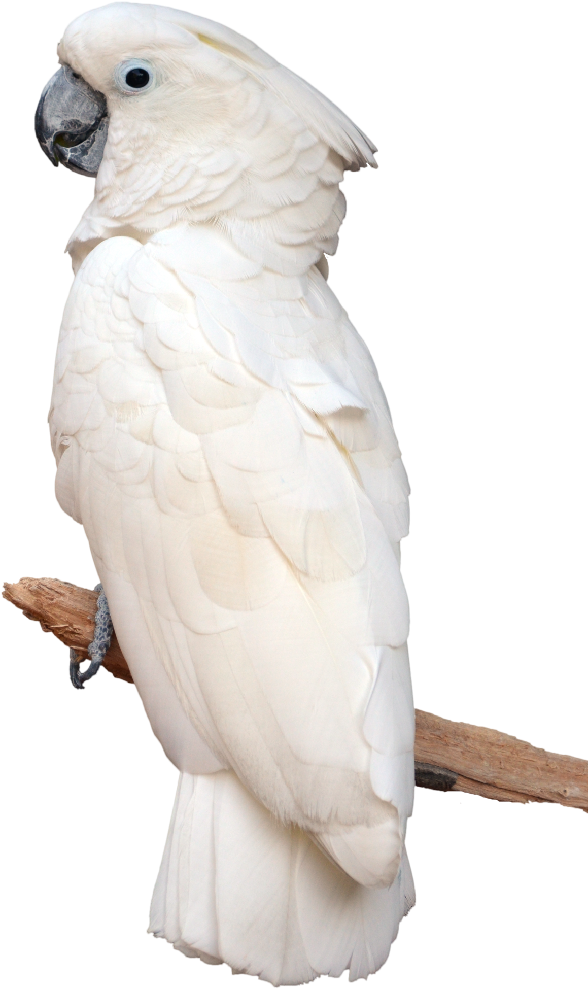Parrot, Artwork, Painting, Birds, Stock Photos, Sculptures, - White Parrot Png (1600x2416), Png Download