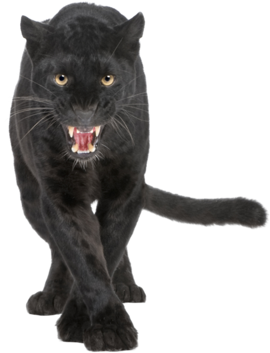 Banner Transparent Download By Prussiaart On Deviantart - Black Leopard (894x894), Png Download
