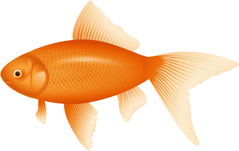 Free Png Orange Fish Png Images Transparent - Transparent Background Fish Clipart (850x558), Png Download