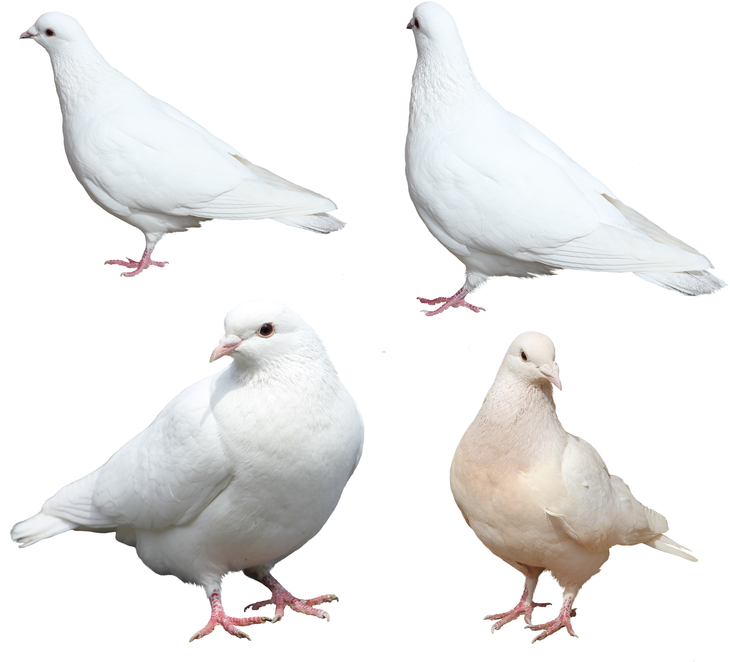 Set Of Four White Doves - Pigeons Png (500x453), Png Download