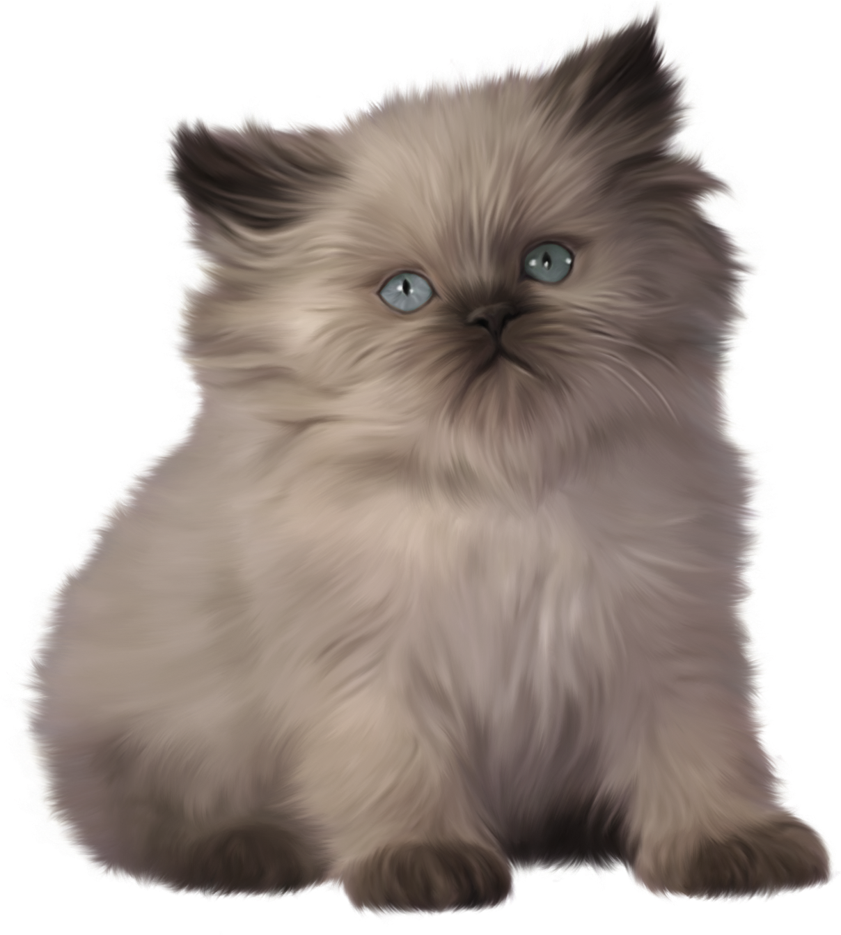 Kitten Png Clipart - Ragdoll Persian Cat (1216x1341), Png Download