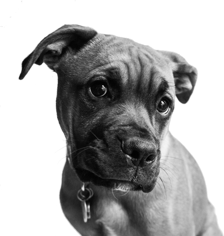 Pet Portraits Chester County Boxer Pit Bull Dog - Dog (800x800), Png Download