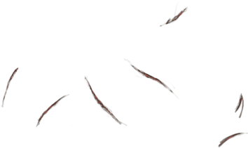 Common Tern (640x500), Png Download