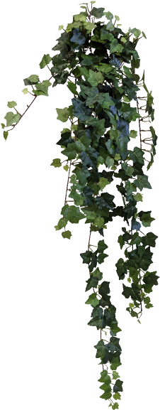 Hanging Ivy Png Clip Art Freeuse Stock - Clip Art (800x600), Png Download