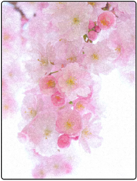 Beautiful Pink Japanese Cherry Tree Blossom Blanket - Cherry Blossom (500x500), Png Download