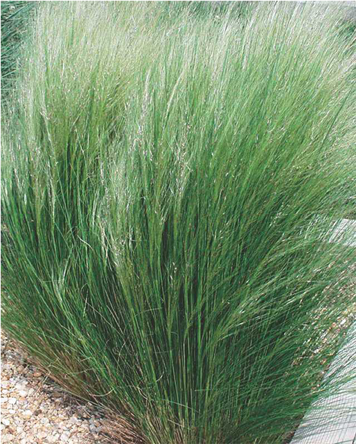 Mexican Feather Grass Png Picture Transparent Stock - Mexican Feathergrass (640x640), Png Download