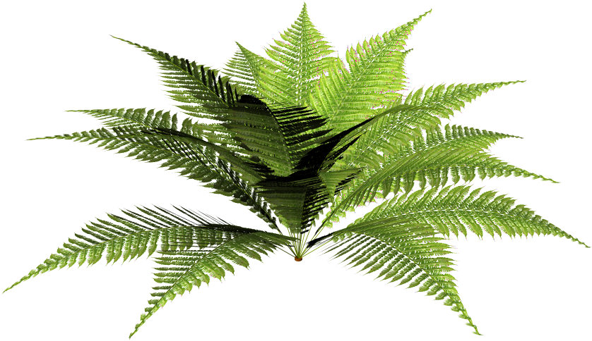 Male Fern Picture Library Library - Dryopteris Png (1200x1200), Png Download