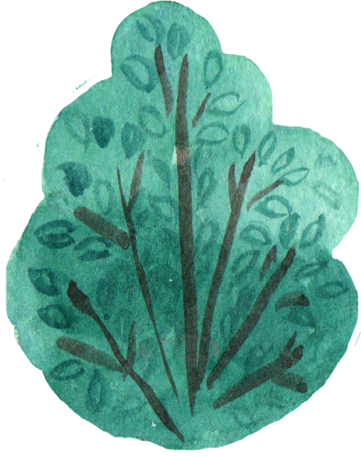 Report Abuse - Sea Kale (508x642), Png Download