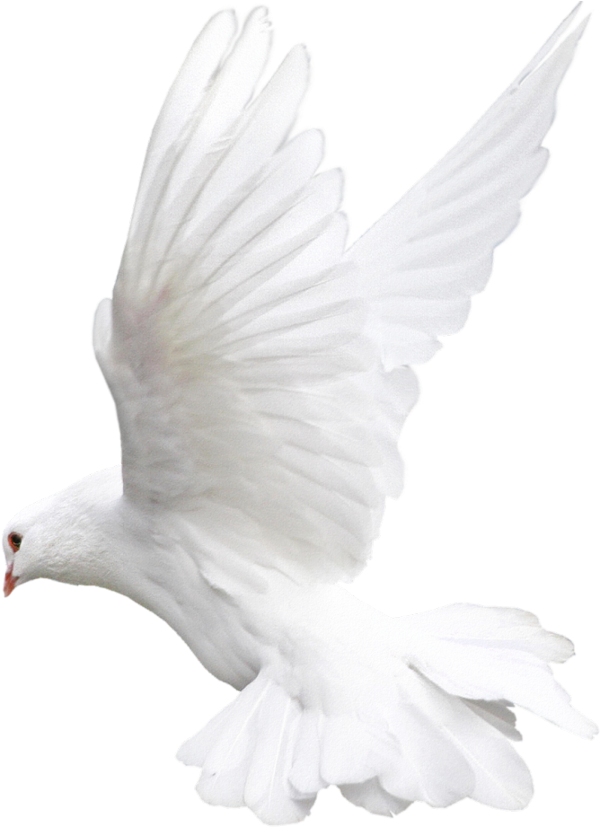 See Here Dove Clip Art Images Free Download - White Dove Flying Png (1080x1080), Png Download