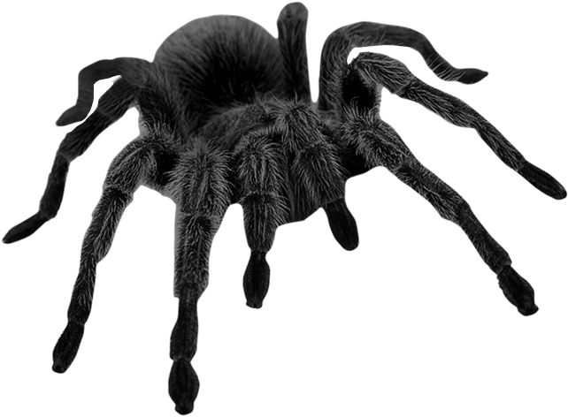 Spider Png (671x502), Png Download