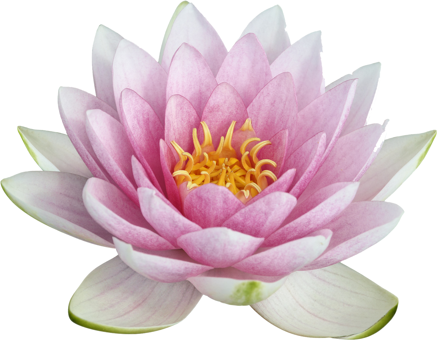 Download Amazing High-quality Latest Png Images Transparent - Transparent Background Lotus Flower Png (1024x832), Png Download