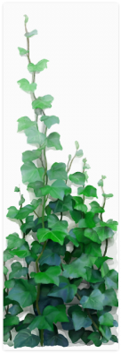 Vines Poster - Watercolor Vines Png (500x500), Png Download