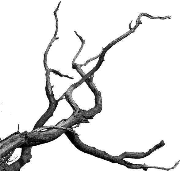 Graphic Black And White Library Images Of Bare Tree - Bare Tree Branch Png (900x600), Png Download