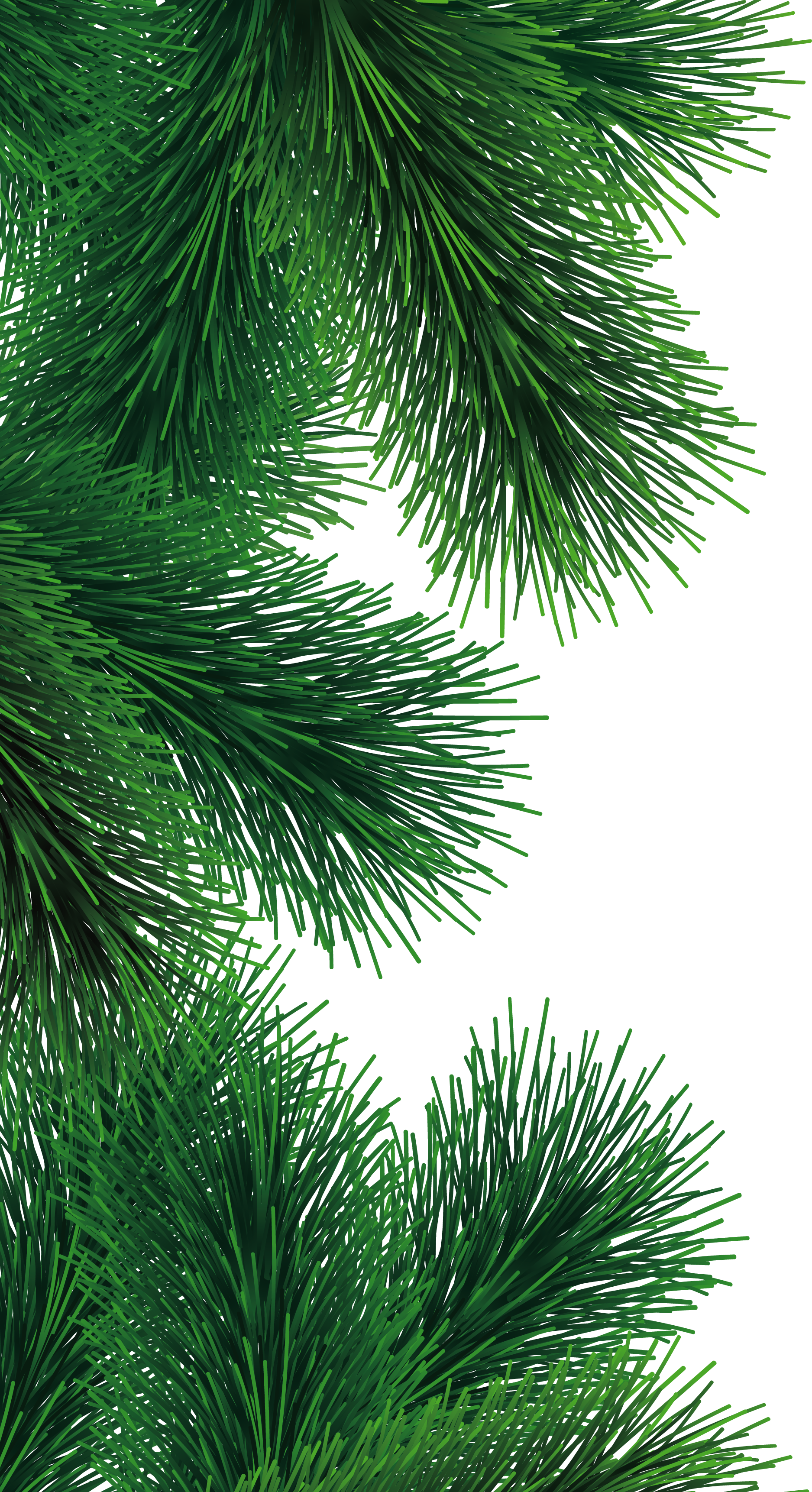 Fir Tree Branch Png (1875x3445), Png Download
