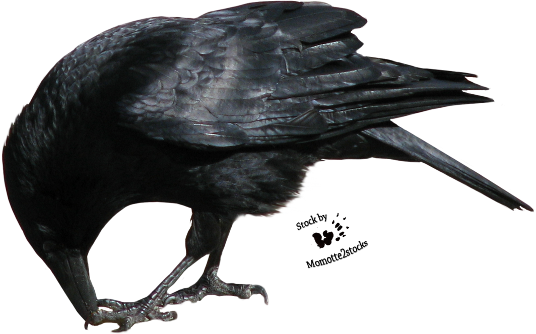 Crow Png Transparent Picture - Crow Eating Png (1144x698), Png Download