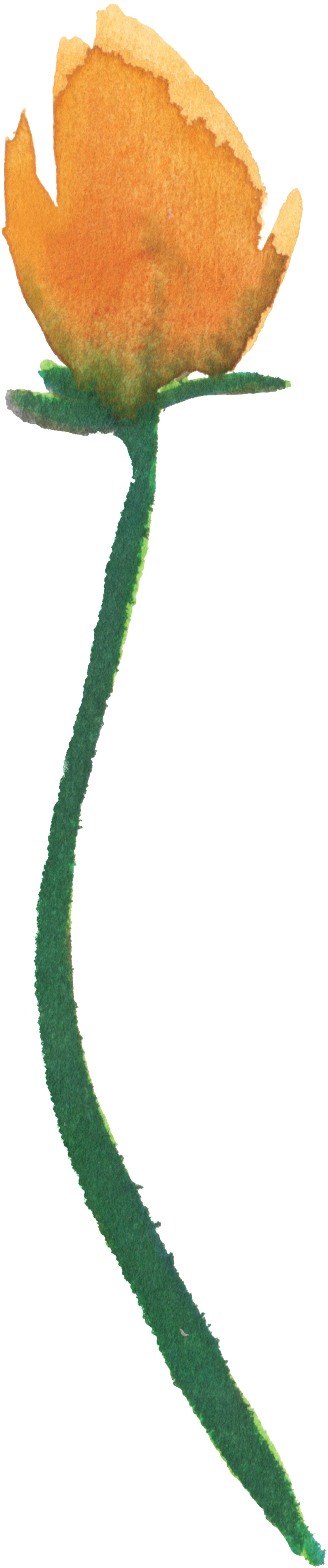 Watercolor Tulip Vector - Watercolor Painting (1024x3933), Png Download