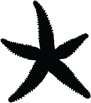 Star Fish Clipart - Silhouettes Of Star Fish (494x355), Png Download