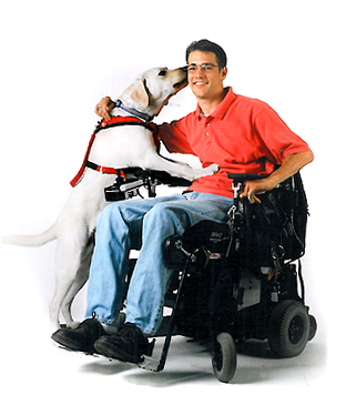 Man In Wheelchair - Man In Wheelchair Png (319x391), Png Download