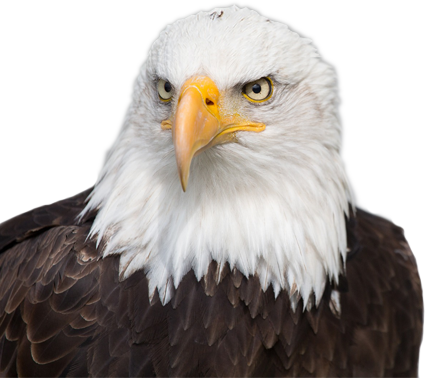 Ac Repair Birmingham, Heating, Plumbing - Uhd Eagle (426x378), Png Download