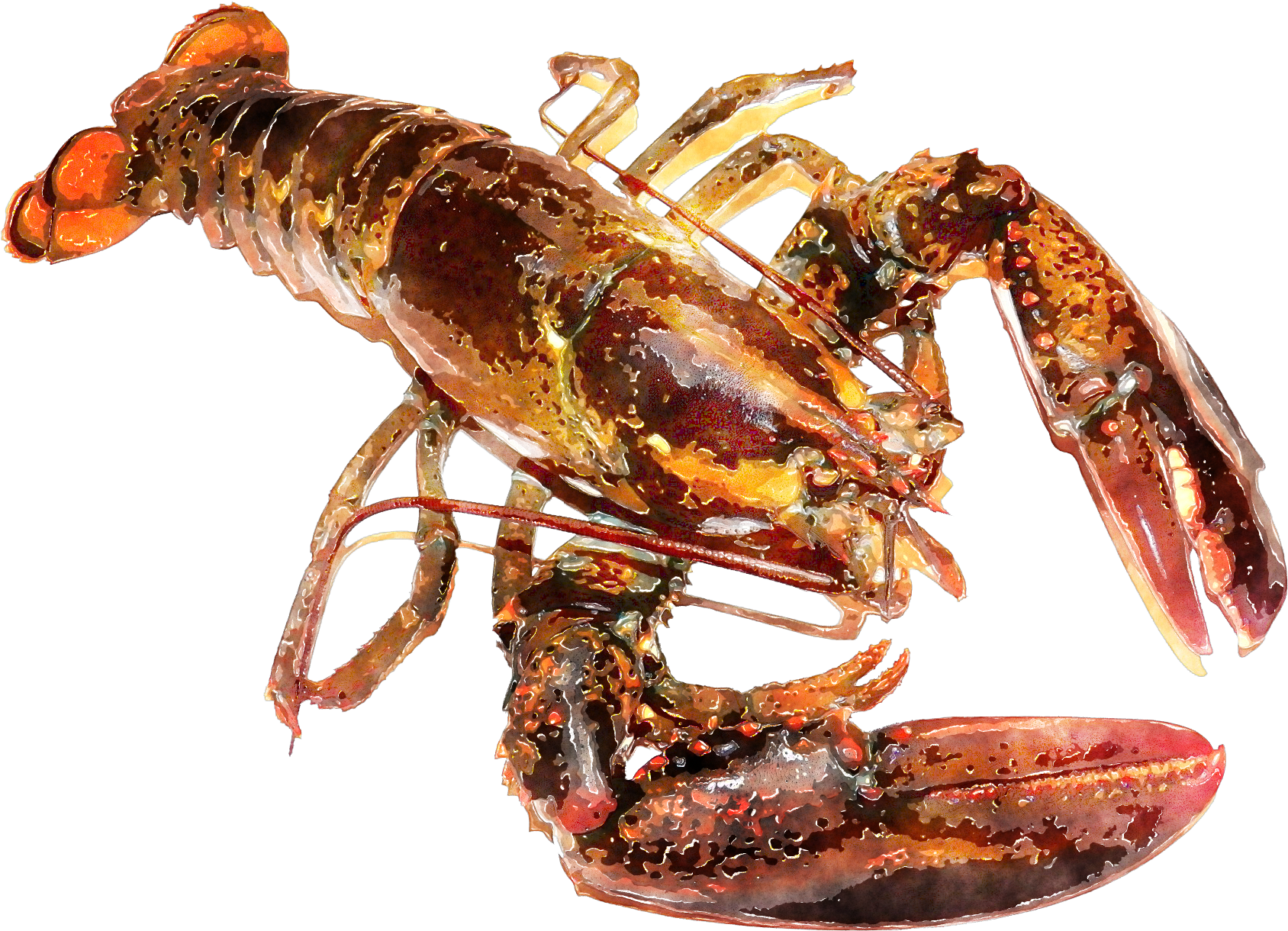 Lobster Watercolor Png Clip Art Black And White Download - Lobster Watercolor (1041x767), Png Download