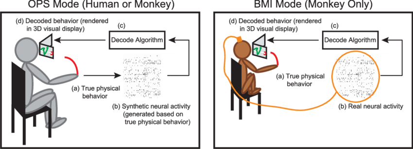 A Healthy Human Subject Or A Monkey Makes Real Arm - Schematic (850x307), Png Download