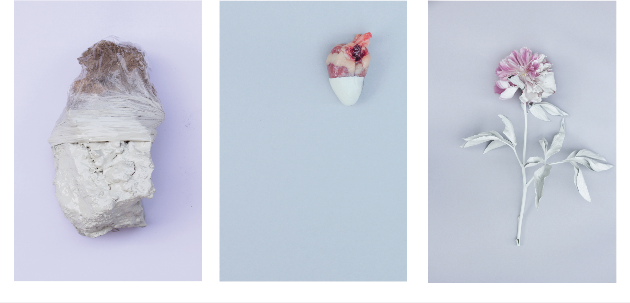 Photography Project Inspired By Pina Baush Works - Common Peony (2646x1356), Png Download