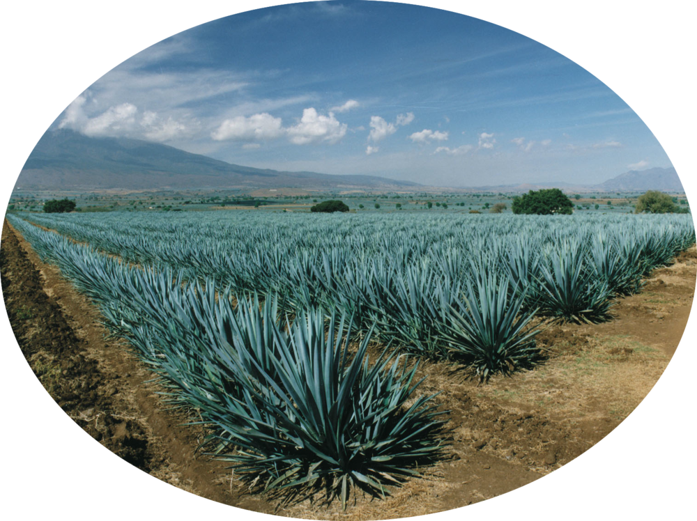 Fields Oval - Blue Agave Plant Transparent (1000x748), Png Download