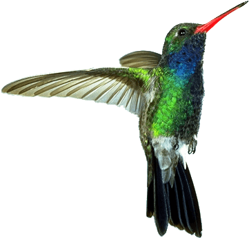 Hummingbird Red Green - Humming Bird Png (386x377), Png Download