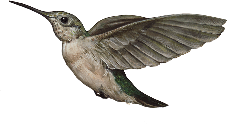 Hummingbird Png (800x490), Png Download