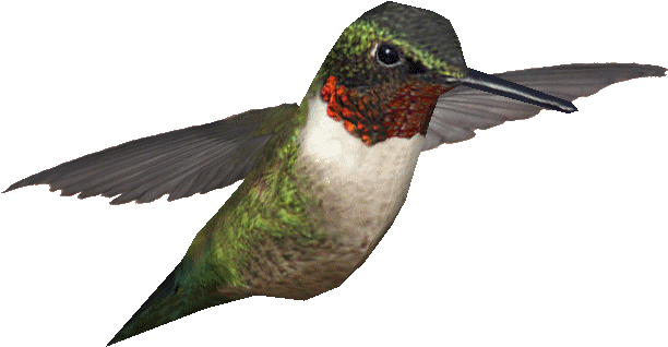 Ruby-throated Hummingbird (627x627), Png Download
