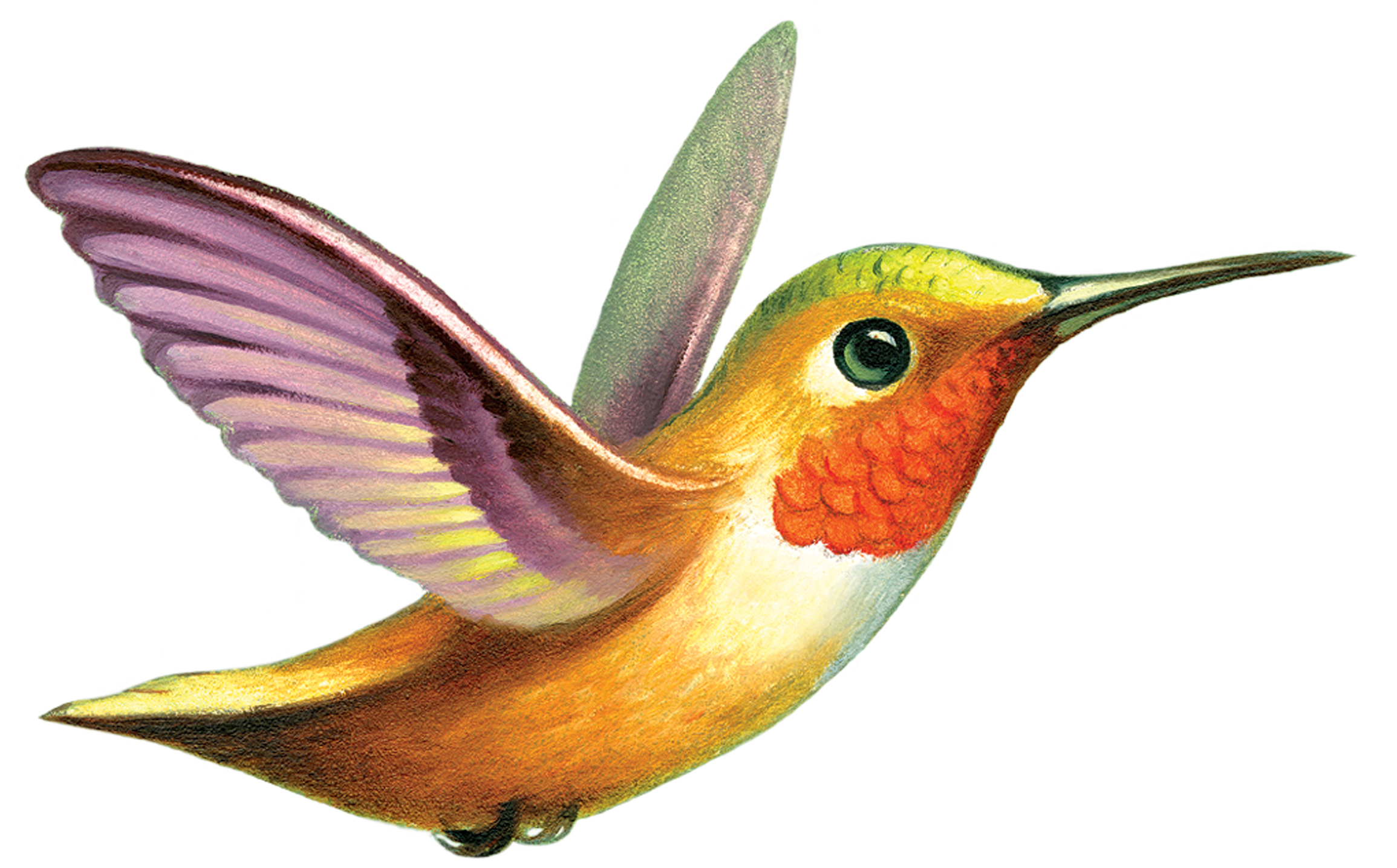 Tattly (3000x3000), Png Download