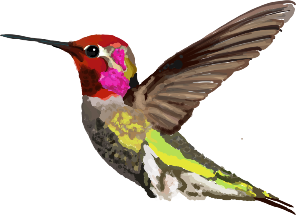Calypte Anna &nbsp - Anna's Hummingbird (1000x728), Png Download