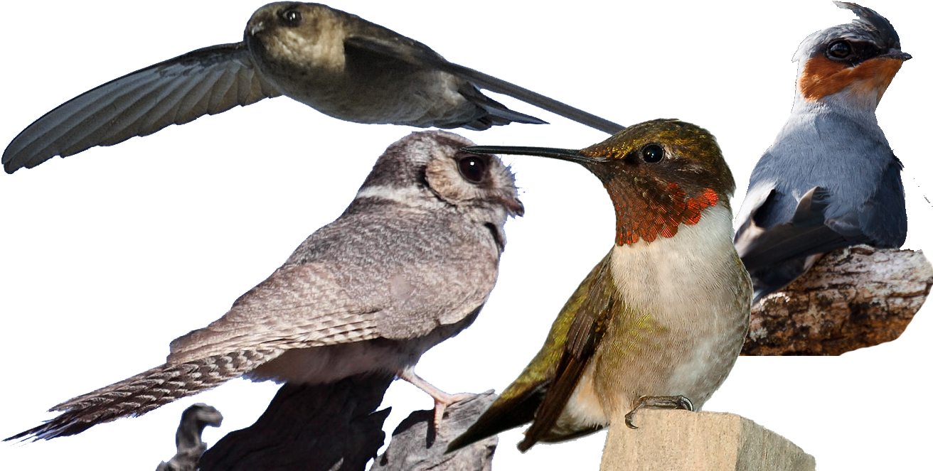 Apodiformes Diversity - Jpeg (1323x662), Png Download