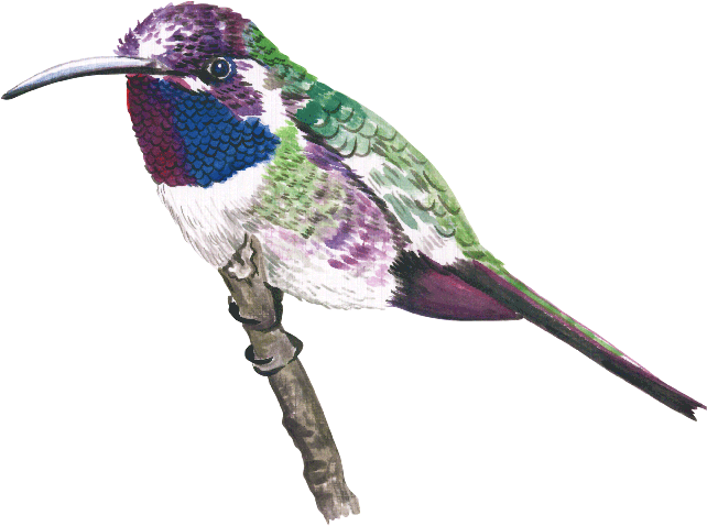 Aves - Ruby-throated Hummingbird (800x617), Png Download