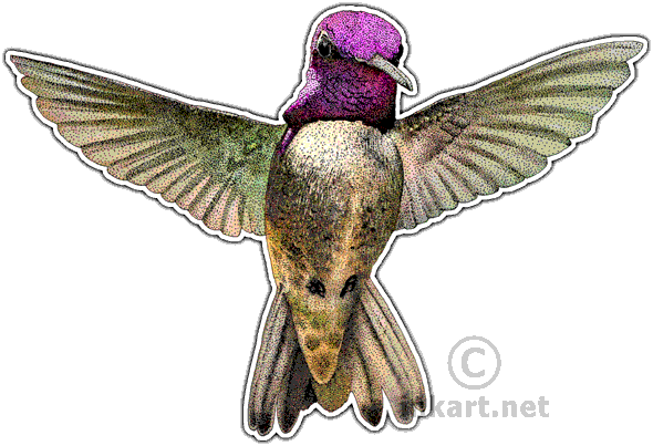 Costa's Hummingbird Decal - Costa's Hummingbird Wall Clock (590x403), Png Download