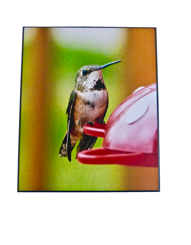 Ruby-throated Hummingbird (700x900), Png Download