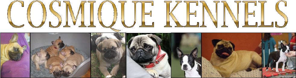 Pugs, Boston Terriers , French Bulldogs, New Zealand - Kennel (997x285), Png Download