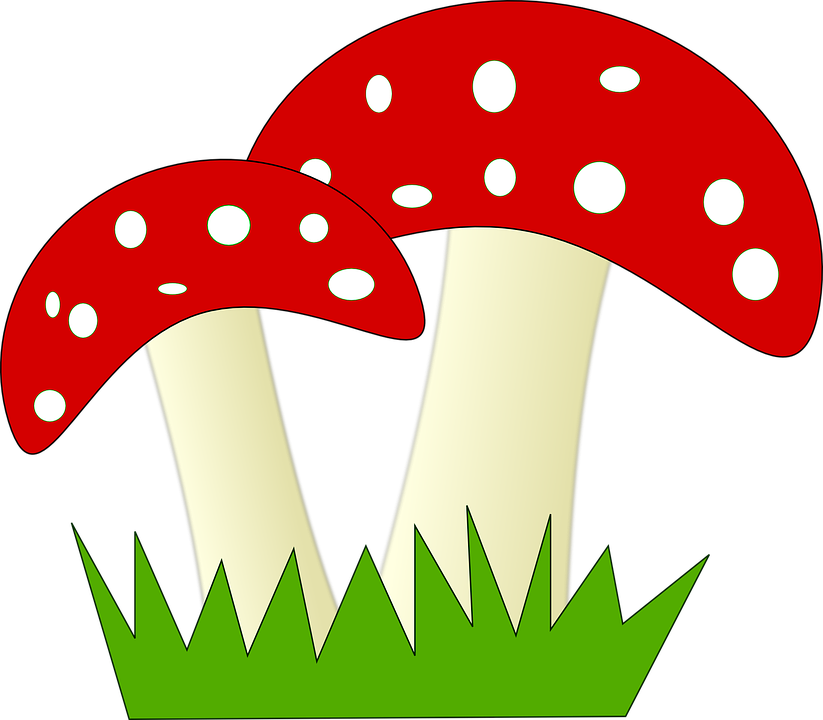 Free Download Amanita Muscaria Mushroom Fungus Morchella - Clipart Of Mushrooms (823x720), Png Download