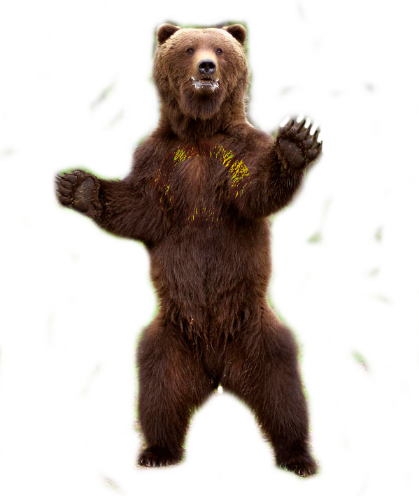 Bear - Brown Bear Standing On Hind Legs (599x710), Png Download