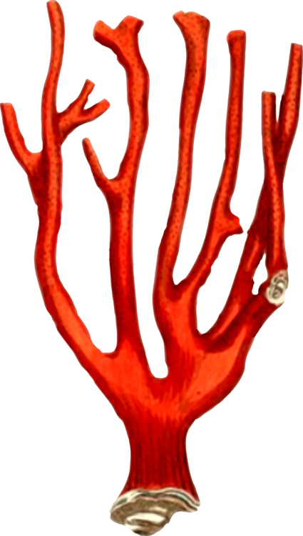 All Photo Png Clipart - Coral (425x750), Png Download
