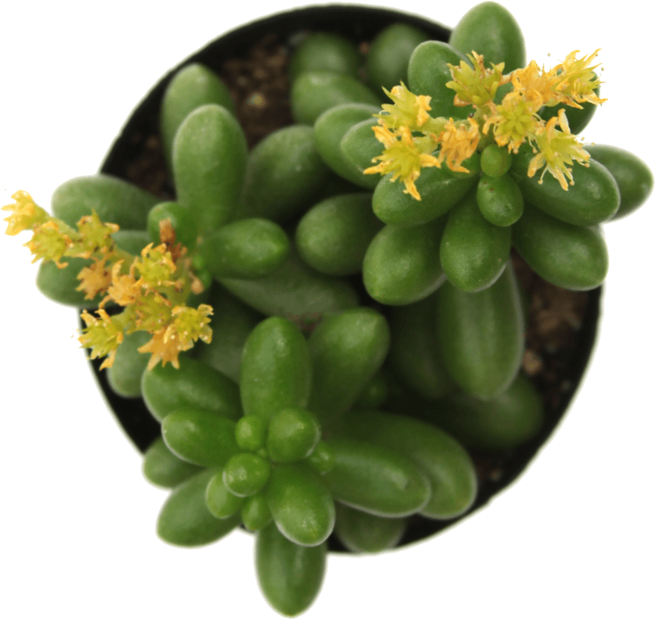 Sedum 'jellybean Plant' - Succulent Plant (1024x1024), Png Download